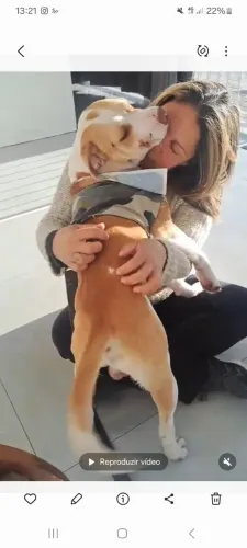 Pit Bul rebaixado Dócil 