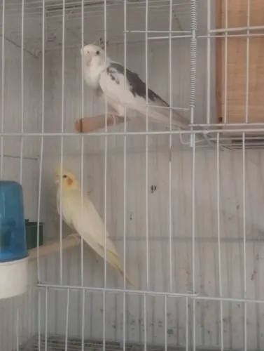 Gaiolas novas