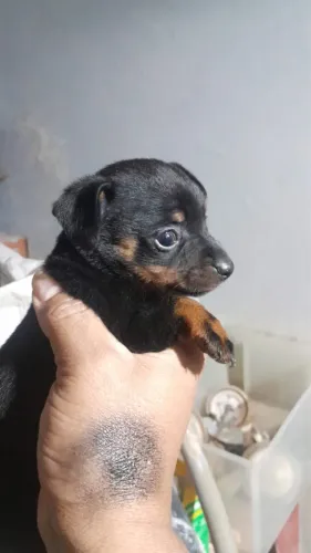 Filhote de Pinscher Macho Disponível