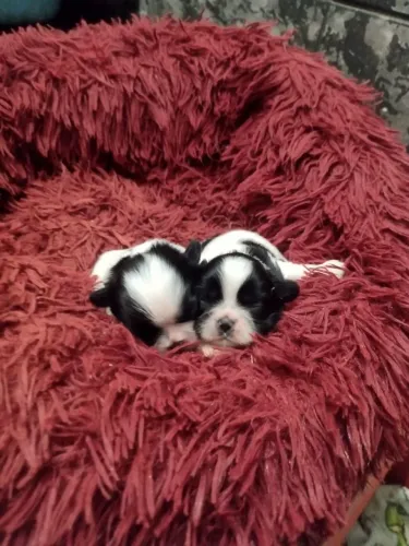 Shih Tzu