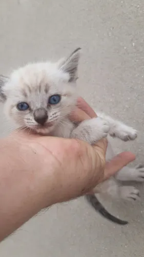 Lindo gatinho persa com siames