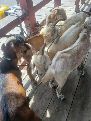 Bode cabra cabrito