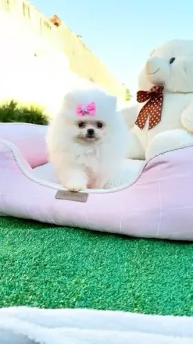 Lulu da Pomerania filhotes 