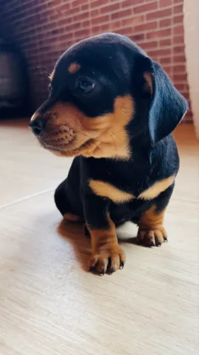 dachshund/teckel/Basset| Salchicha