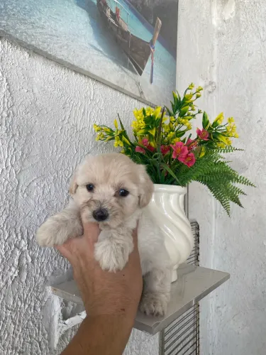 Poodle toy fêmea branca