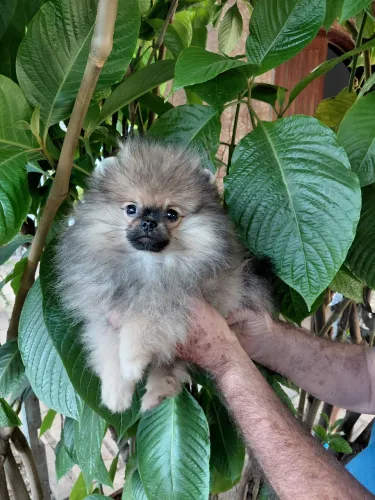Femea Spitz Alemão Ursinho anao alto padrao laranja pedigree