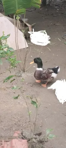 Vendo ovos de patos e um marreco macho