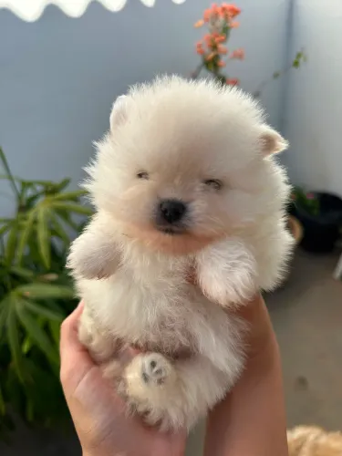 Spitz alemão 