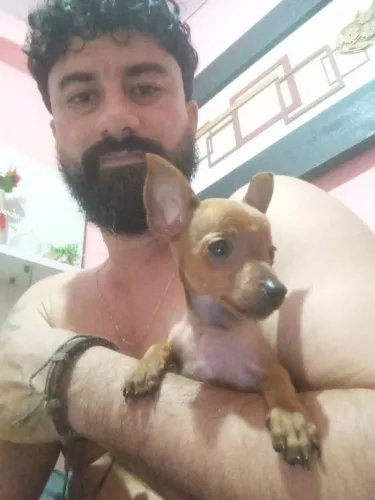 Vende-se filhote de Pincher N1 