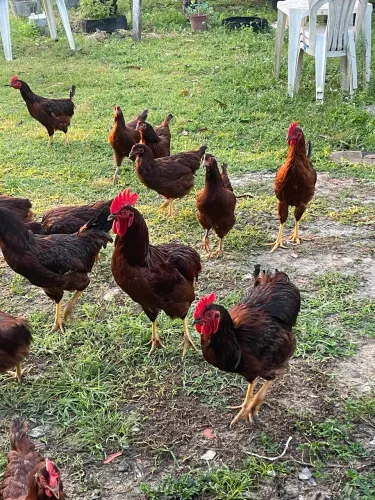 Galo Rodhe Island Red