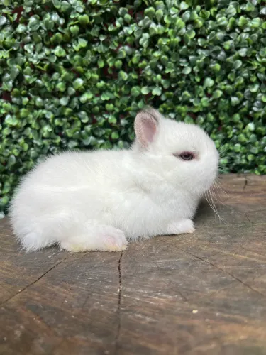 Coelho Mini Netherland Dwarf