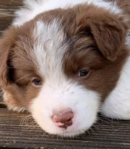 Border Collie - O Grande Destaque Do Campeonato Da Fofura 