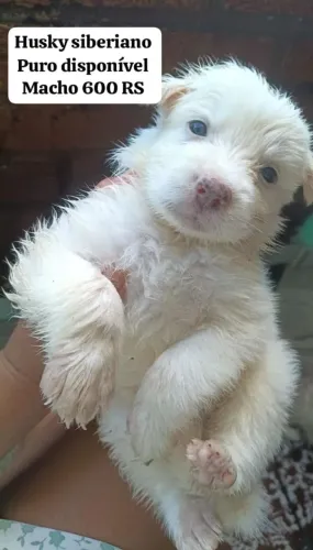 Filhote husky siberiano macho