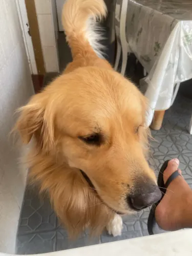 Golden Retriever