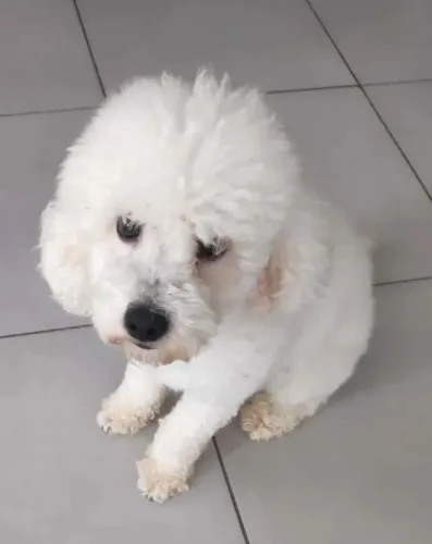 Poodle Branco Adulto Castrado