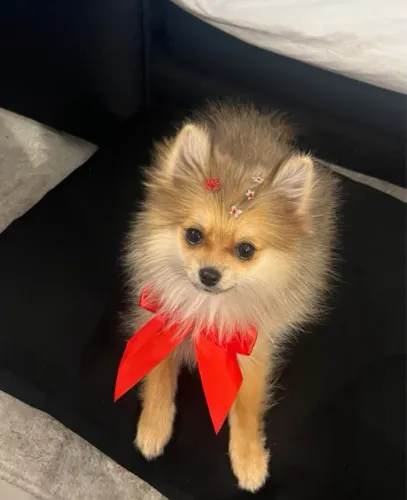 Casal de Filhotes de Lulu da Pomerânia (Spitz Alemão)