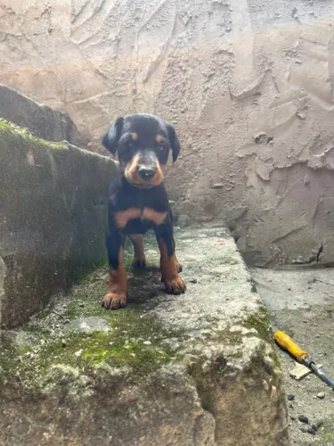 Doberman - filhote