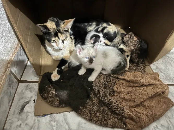 Doação de gatinhos