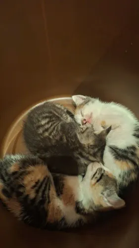 Filhotes de gatos lindos