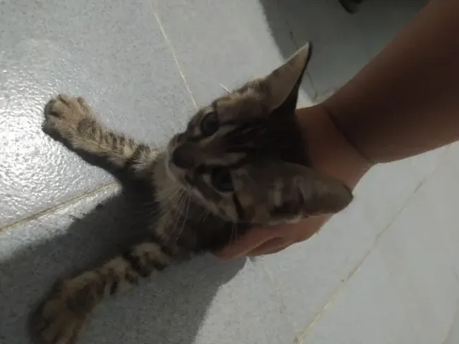 Estou doando 5 gatinhos de uma gata que resgatei da rua 