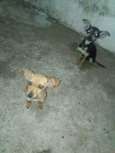 Doacao cachorro macho