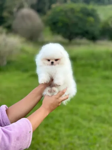 Spitz alemão anão Ursinho baby face