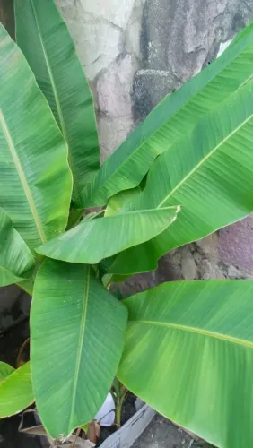 Bananeira de jardim 4 mudas