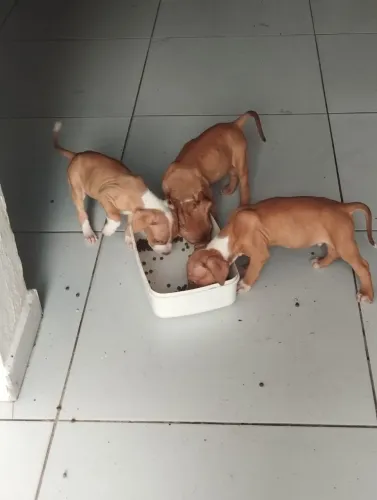 Filhotes de Cachorro Pitbull 