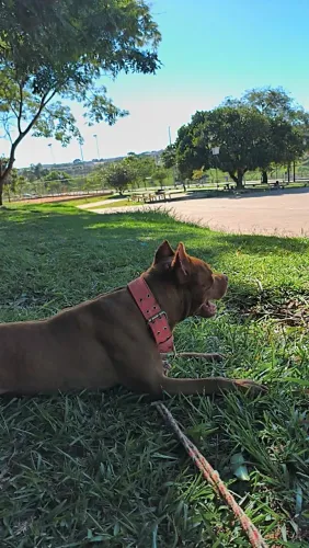 Pitbull super dócil 