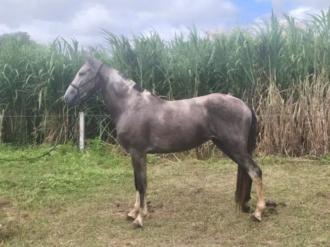 Égua Pampa de tordilha