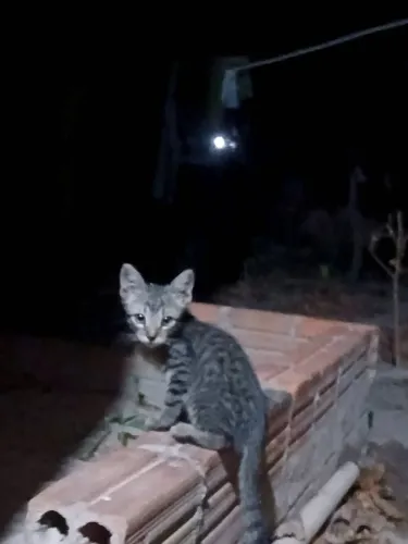 Adote um gatinho!