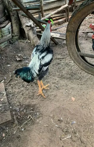 VENDO GALO INDIO GRANDE