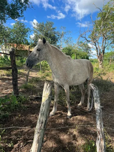 Besta de Passada