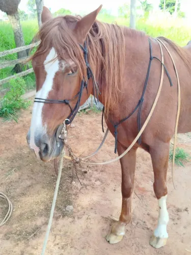 Cavalo manso