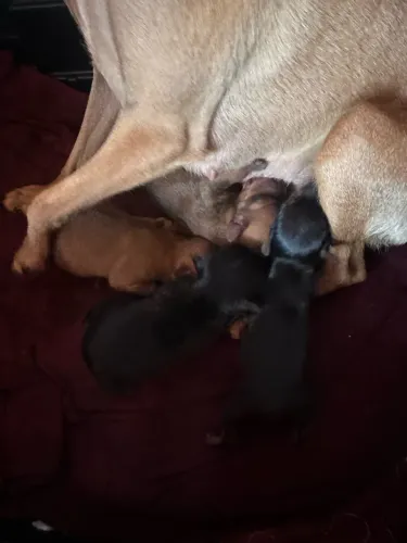 Filhotes de pinscher 0
