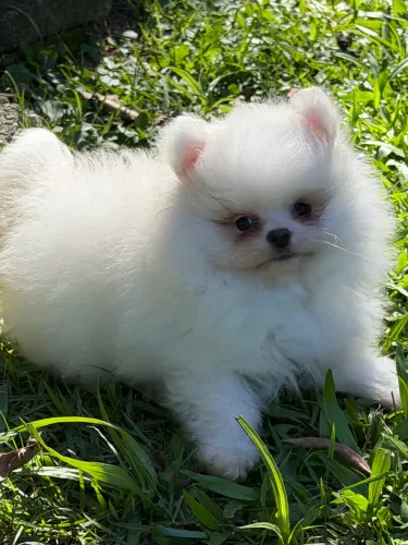 Lulu da Pomerania