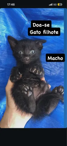 Adoção de gatinhos pretos