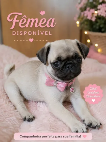 FÊMEA PROMOÇÃO