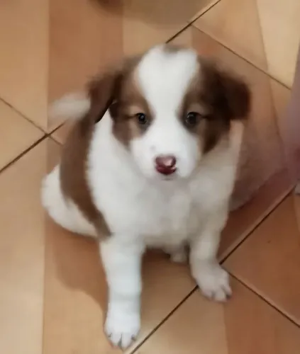 Border collie 
