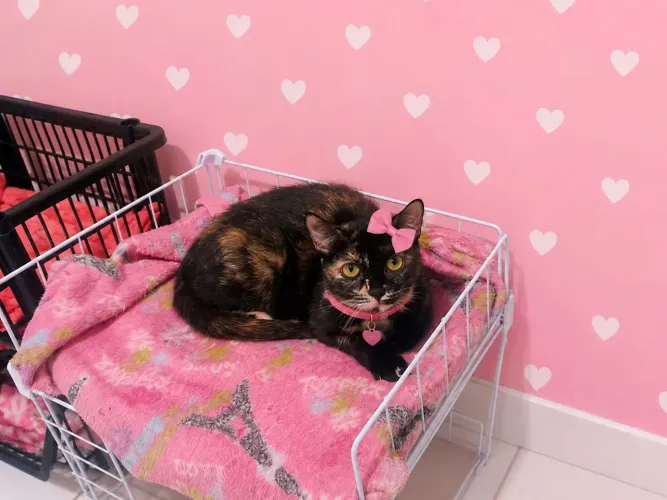 Linda gatinha castrada Adoção Responsável 
