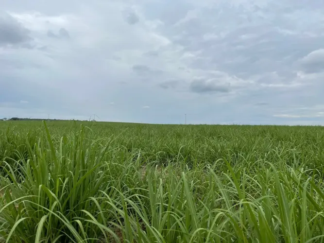 Fazenda 215 Alqueires, Área em Cana 135 Alqueires 30 Alqueires em pasto (planta cana) Arre