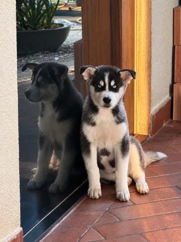 Husky Siberiano- Macho 