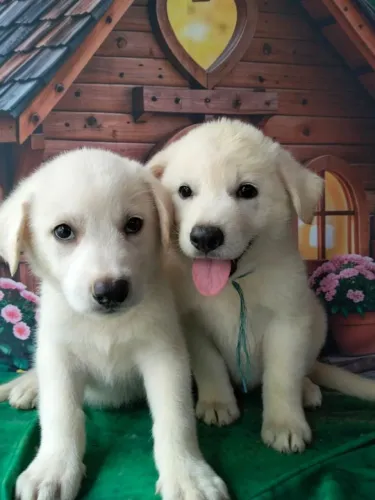  Lindos filhotes de Pastor branco suíço macho e fêmea com Pedigree e Vacinados 