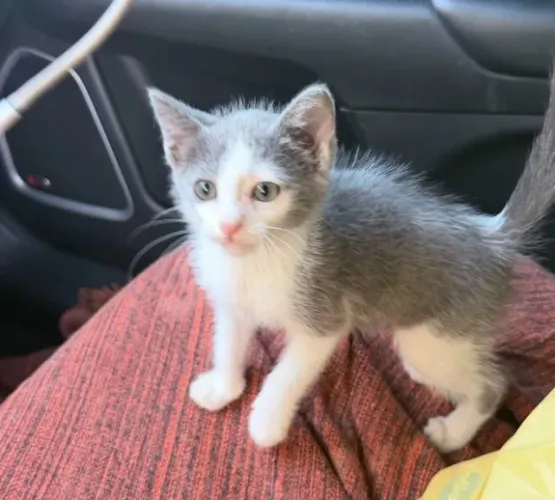 lindos filhotes de gato para adoção