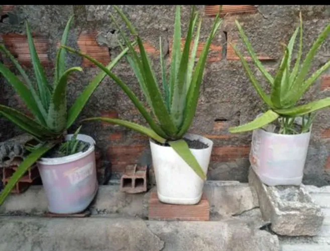 Mudas de Barbosa ( aloe vera)