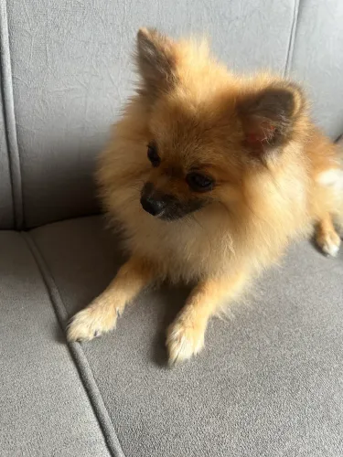 Spitz alemão mini