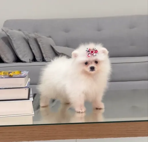Spitz alemão