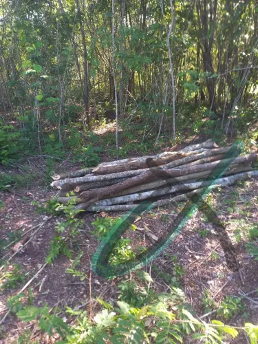 Estacas de jurema