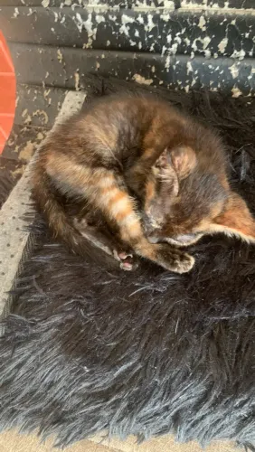 Gatinhos disponíveis para adoção.
