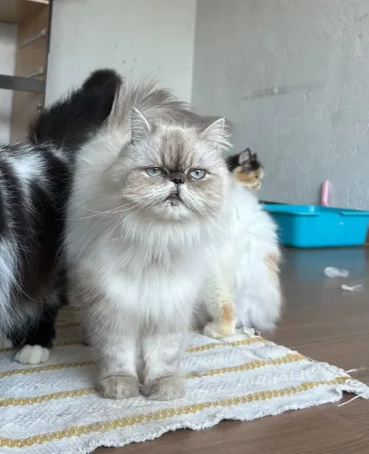 Gata persa